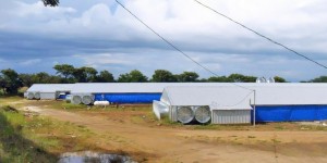 Galera para Pollos MONISA - INDENICSA